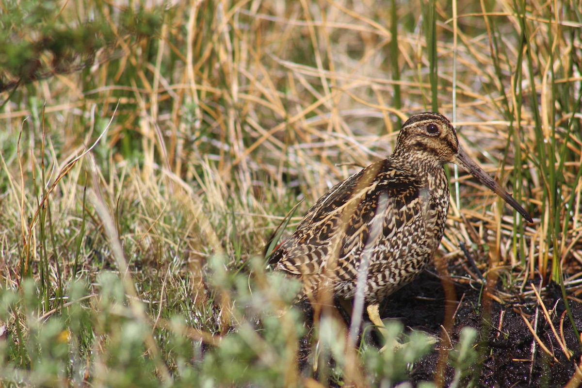 Fuegian Snipe - Fabiana Vivar