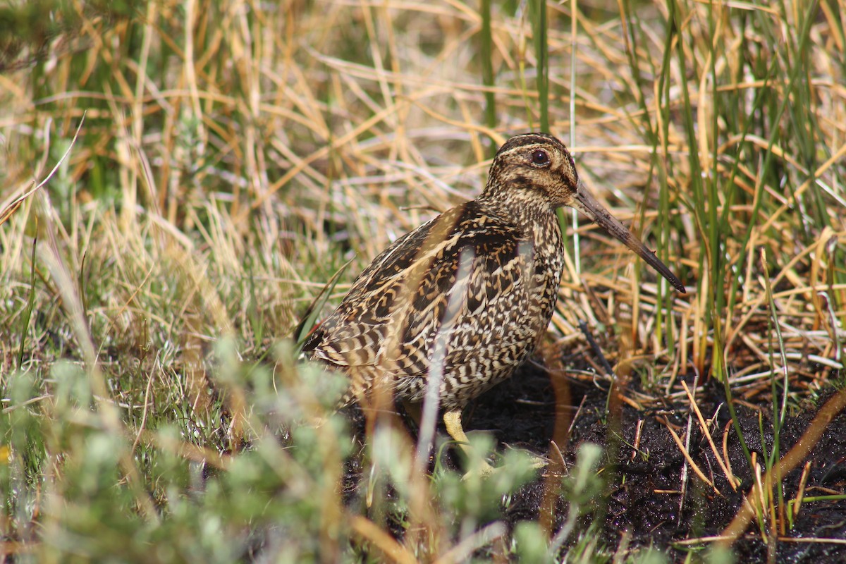 Fuegian Snipe - Fabiana Vivar