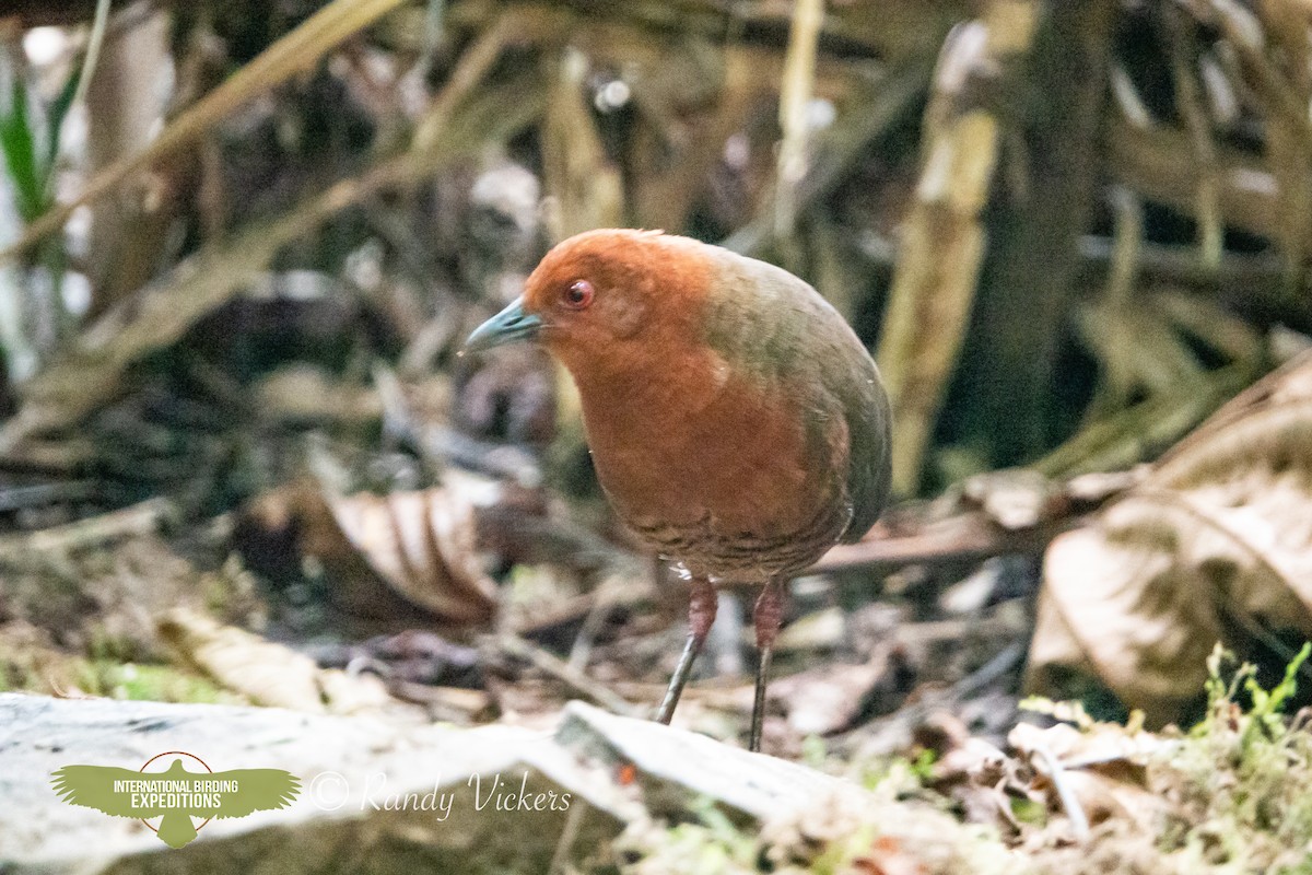 Black-banded Crake - ML618419814