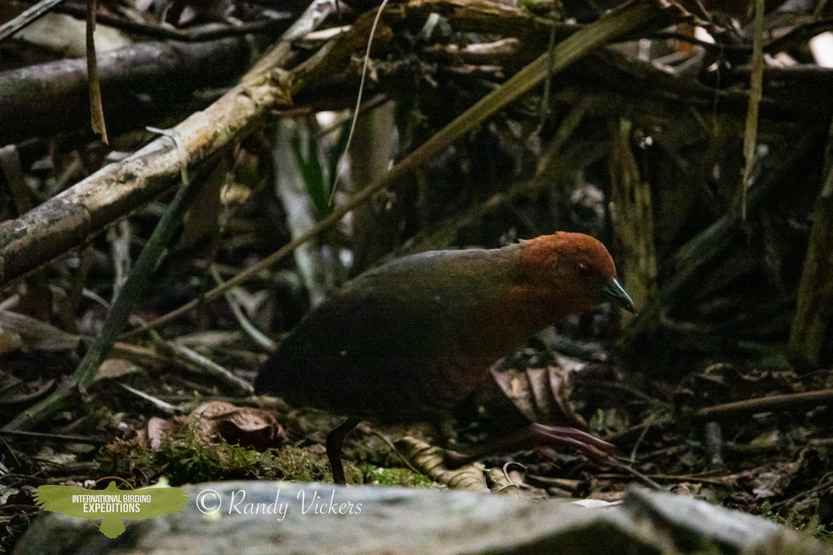 Black-banded Crake - ML618419816