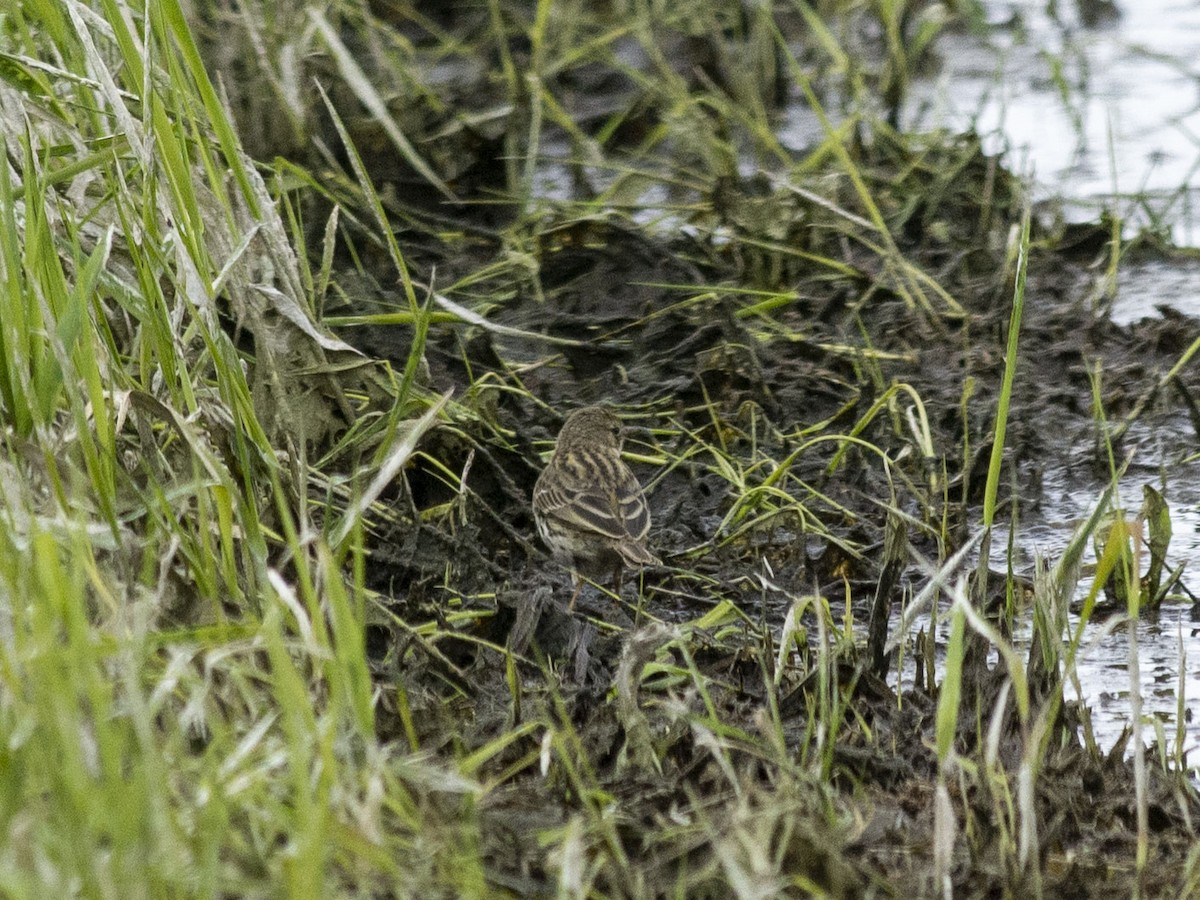 Meadow Pipit - ML618419834