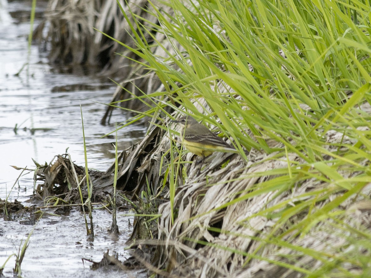 Western Yellow Wagtail - Boris Georgi