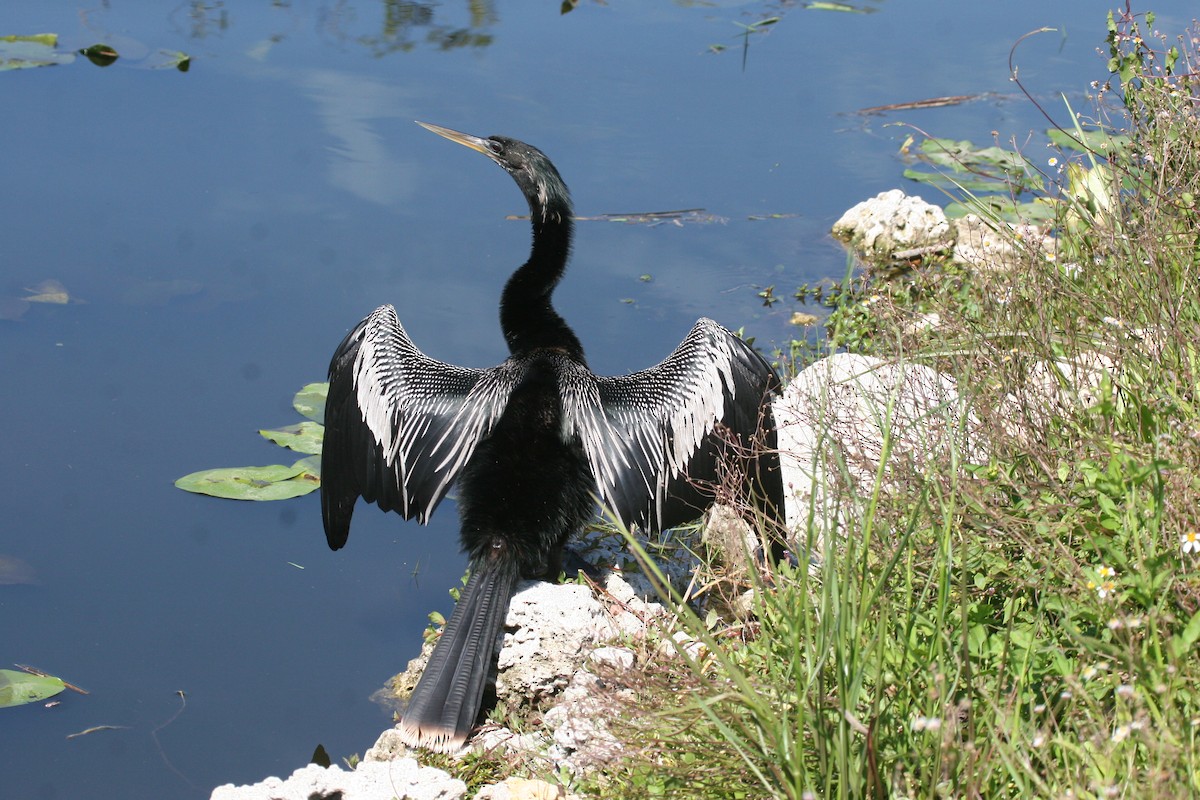 anhinga americká - ML618419845