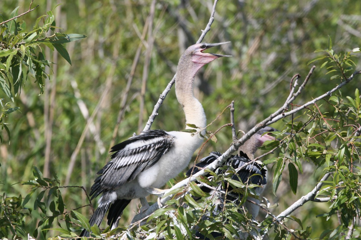 anhinga americká - ML618419848