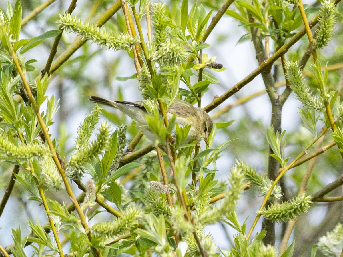 Willow Warbler - ML618419852