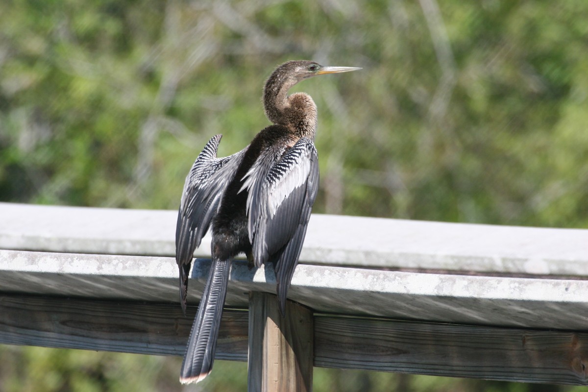 anhinga americká - ML618419854