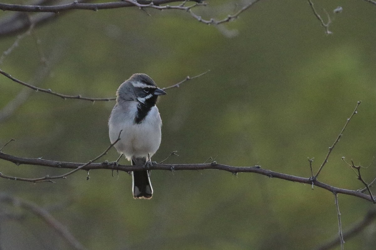 Black-throated Sparrow - Michele Swartout