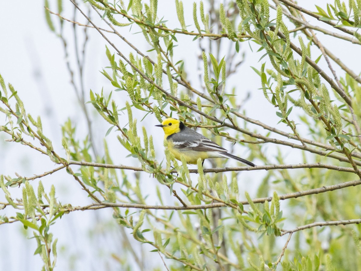 Citrine Wagtail (Gray-backed) - ML618419861