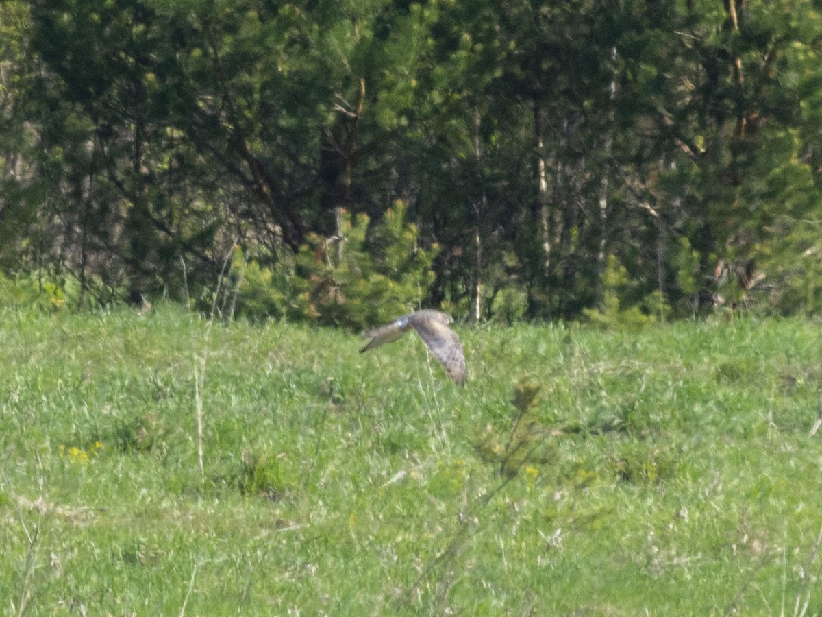 Montagu's Harrier - ML618419866