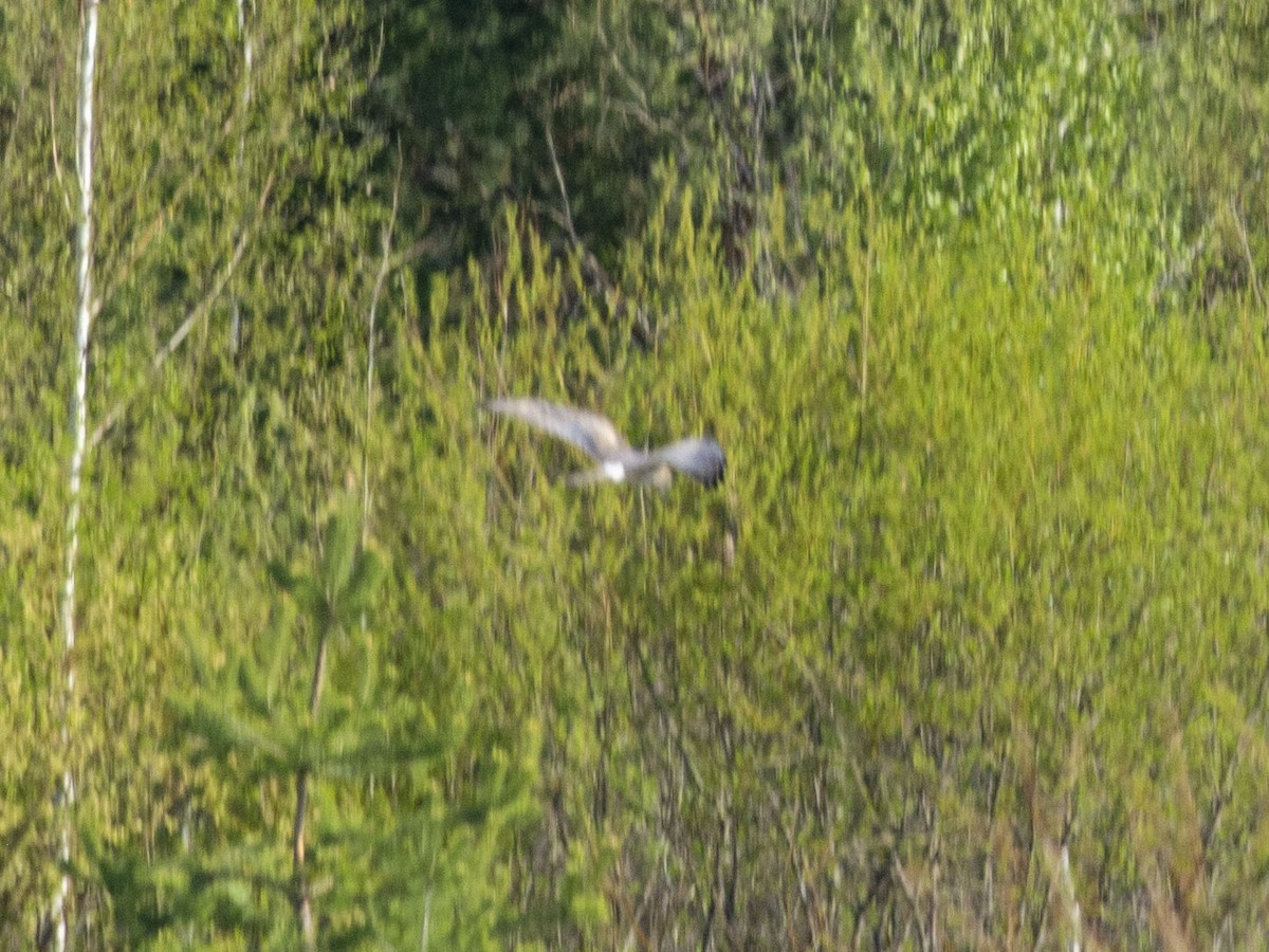 Montagu's Harrier - ML618419867