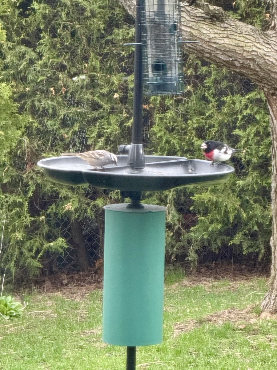 Rose-breasted Grosbeak - ML618419878