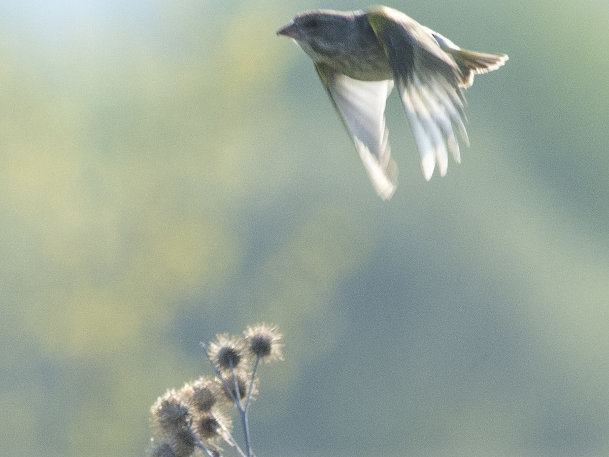 European Greenfinch - ML618419888