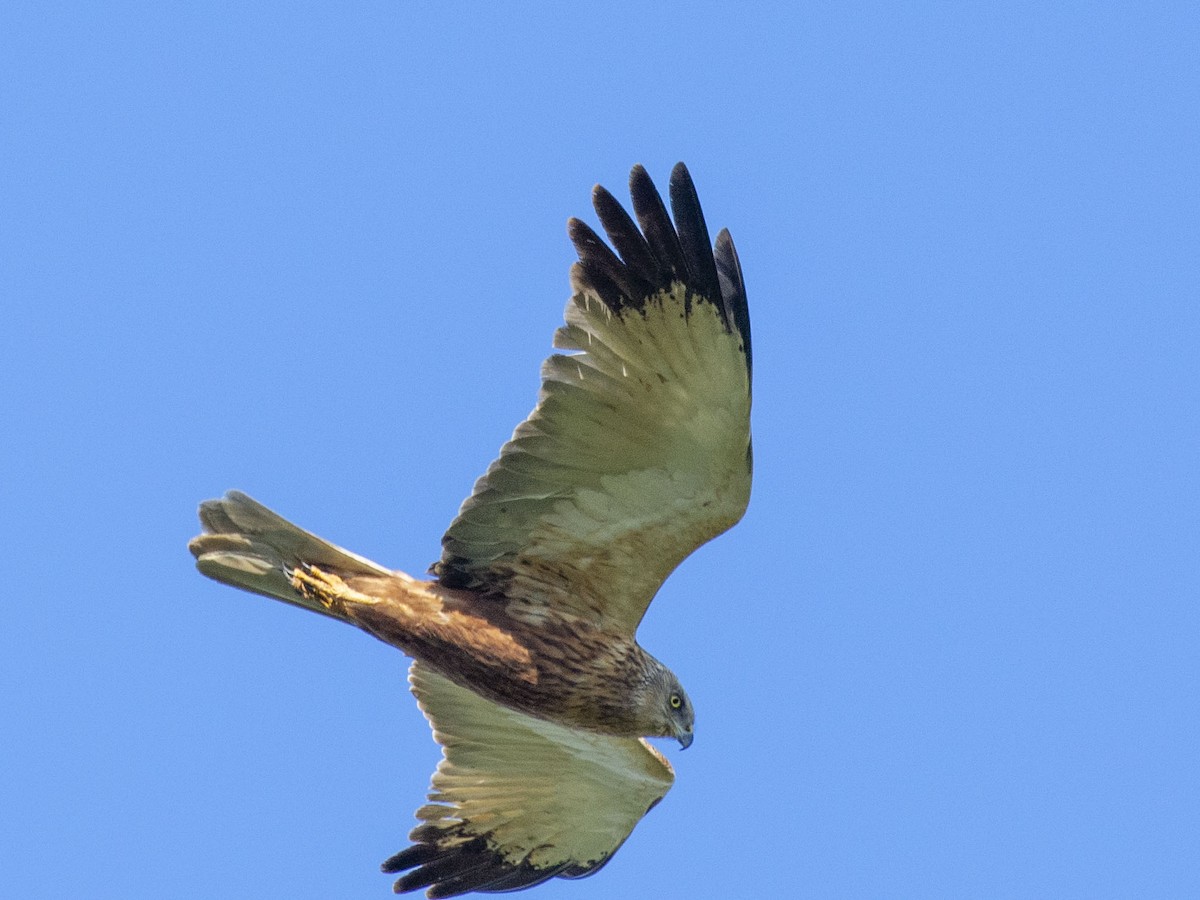 Western Marsh Harrier - ML618419901