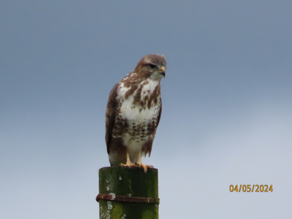 Forest Buzzard - ML618419973