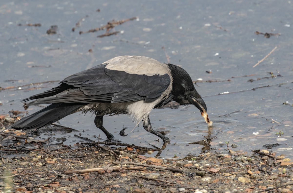 Hooded Crow - Will Hofacker