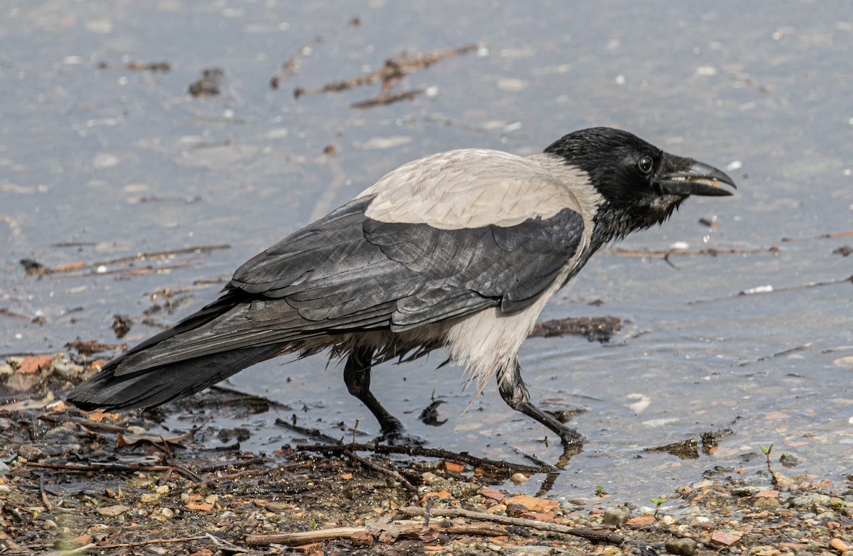 Hooded Crow - ML618419992