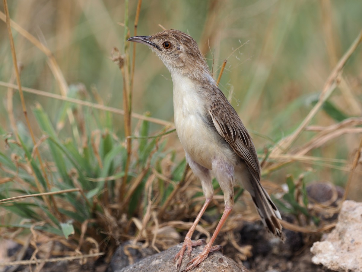 Ashy Cisticola - ML618420007