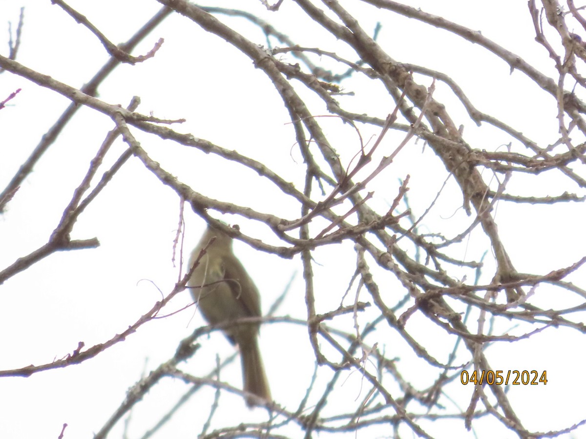 Sombre Greenbul - Lurine Piek