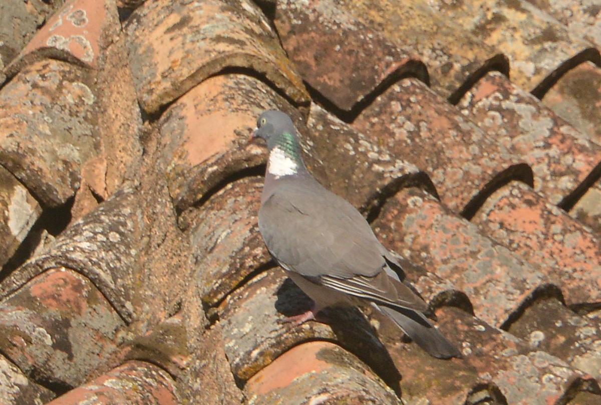 Common Wood-Pigeon - Bill Telfair