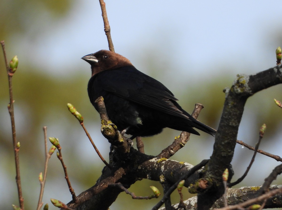 Brown-headed Cowbird - Martin Berg