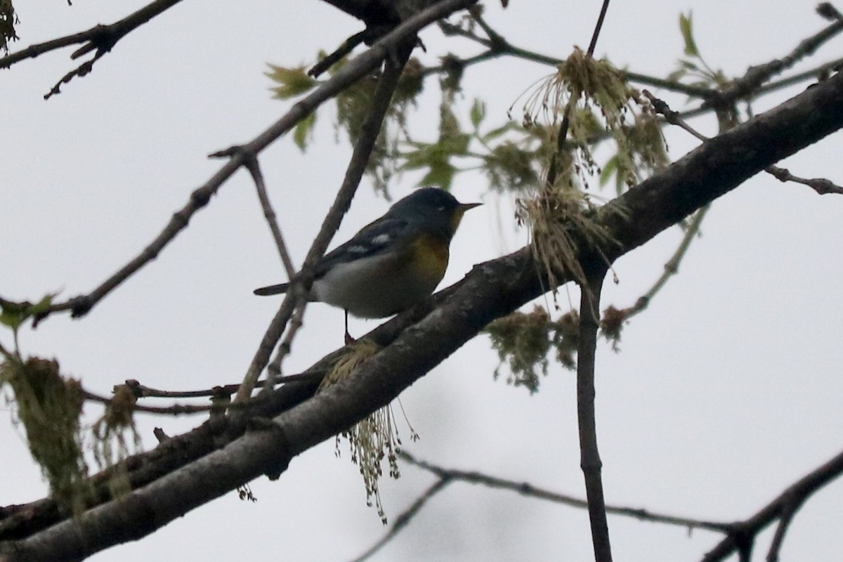 Parula Norteña - ML618420116