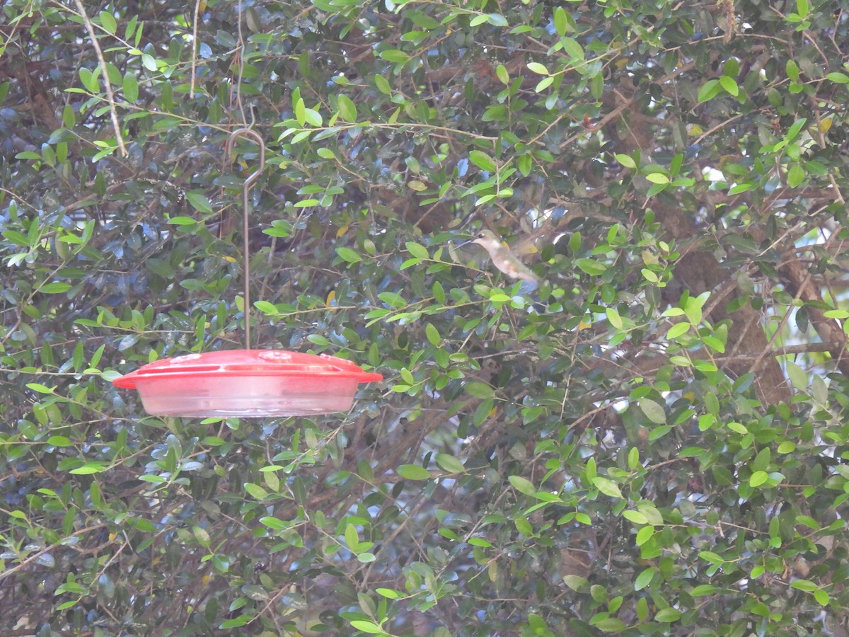 Ruby-throated Hummingbird - Jeff&Jenn Joffray