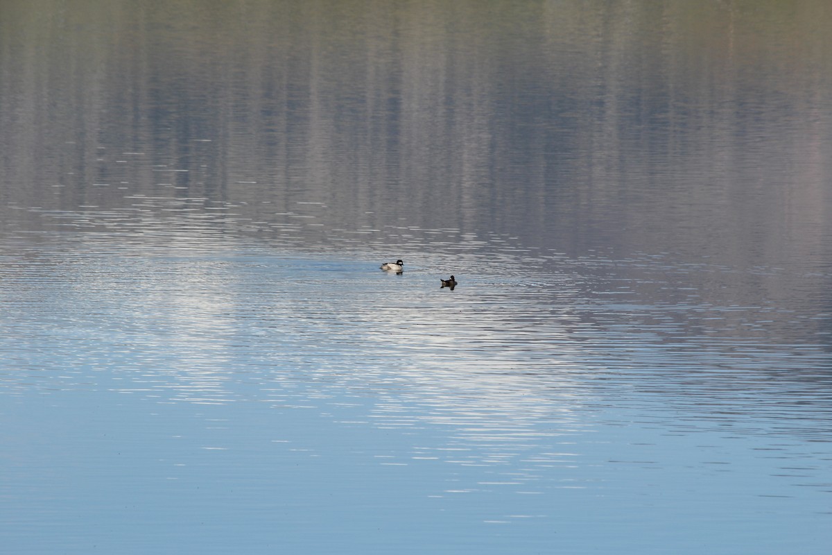 Bufflehead - ML618420129