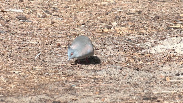 Crested Pigeon - ML618420168