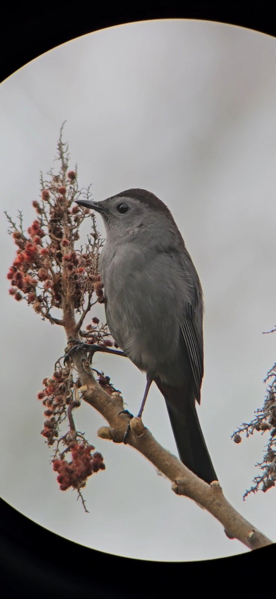 Gray Catbird - ML618420188