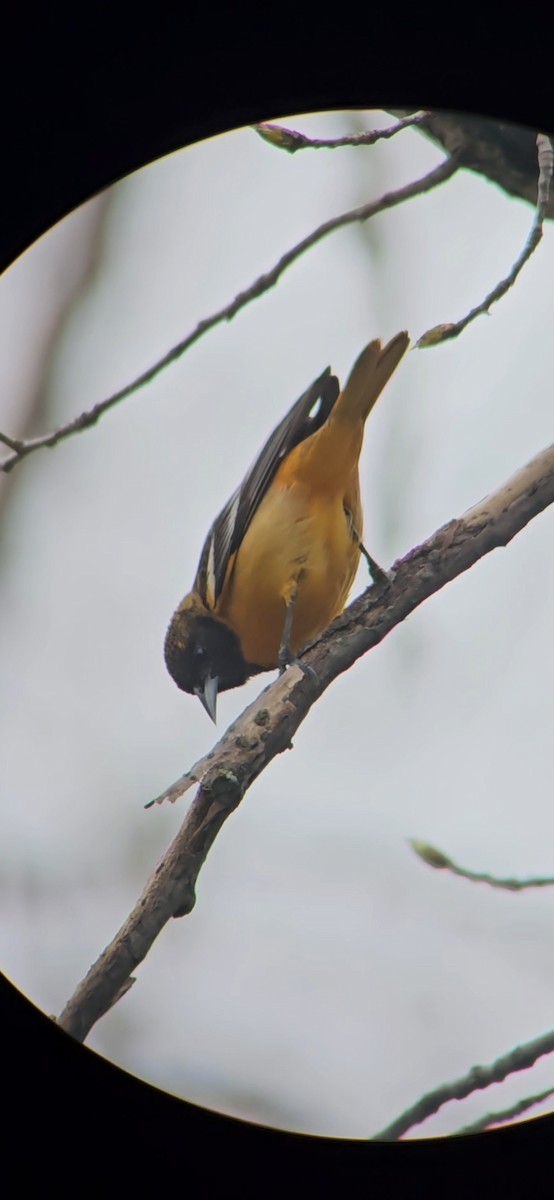 Baltimore Oriole - ML618420192