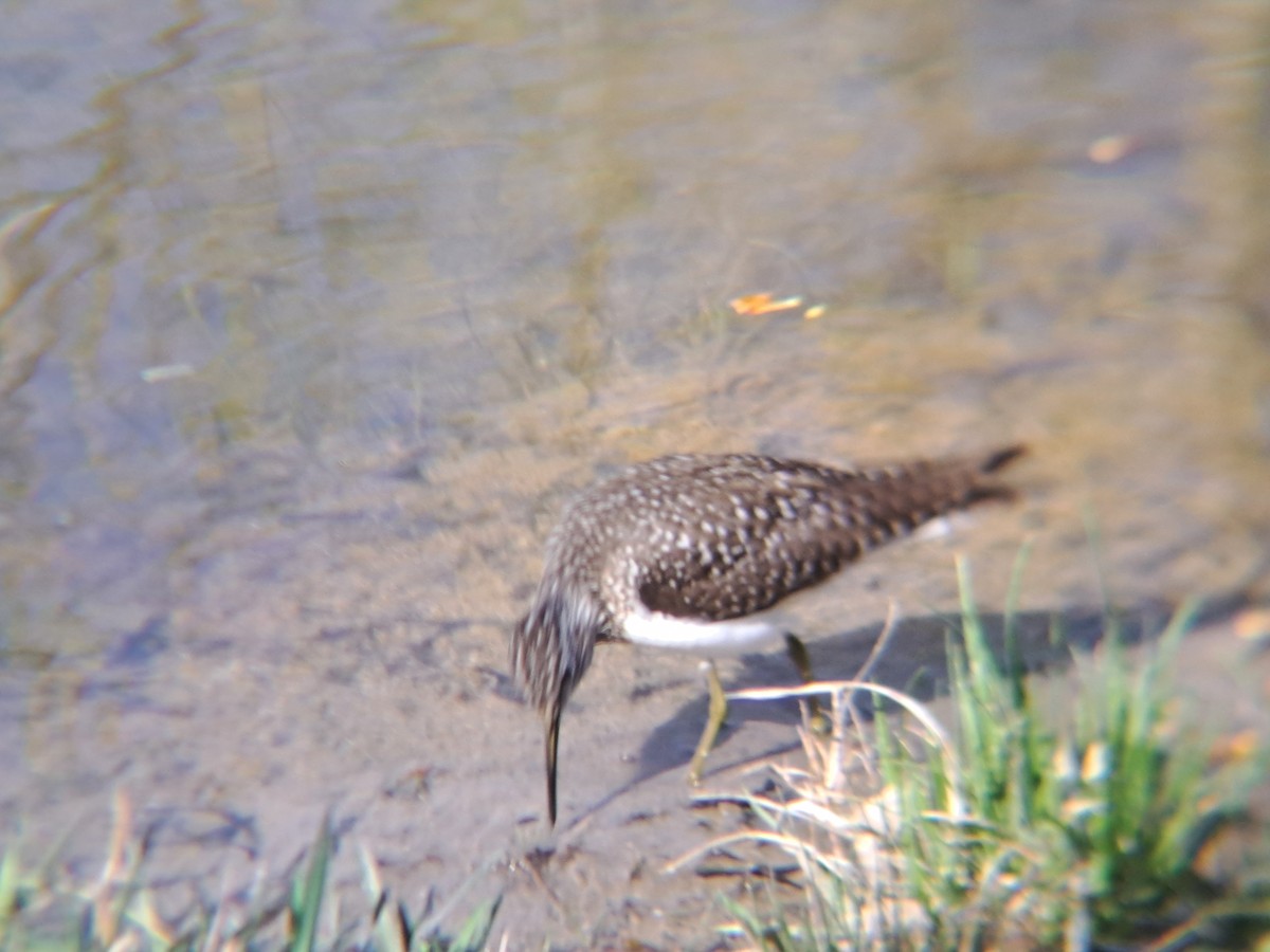 Solitary Sandpiper - Pierre Hendricks