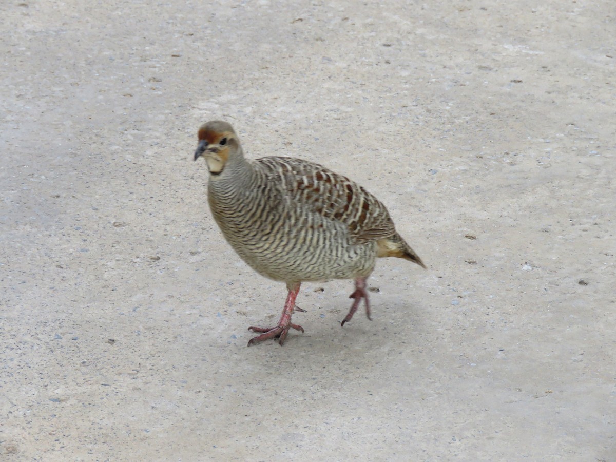 Gray Francolin - ML618420199