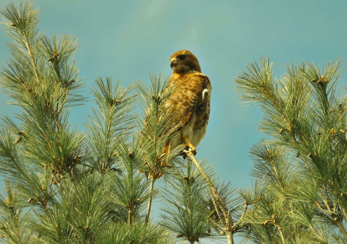 Red-tailed Hawk - ML618420204