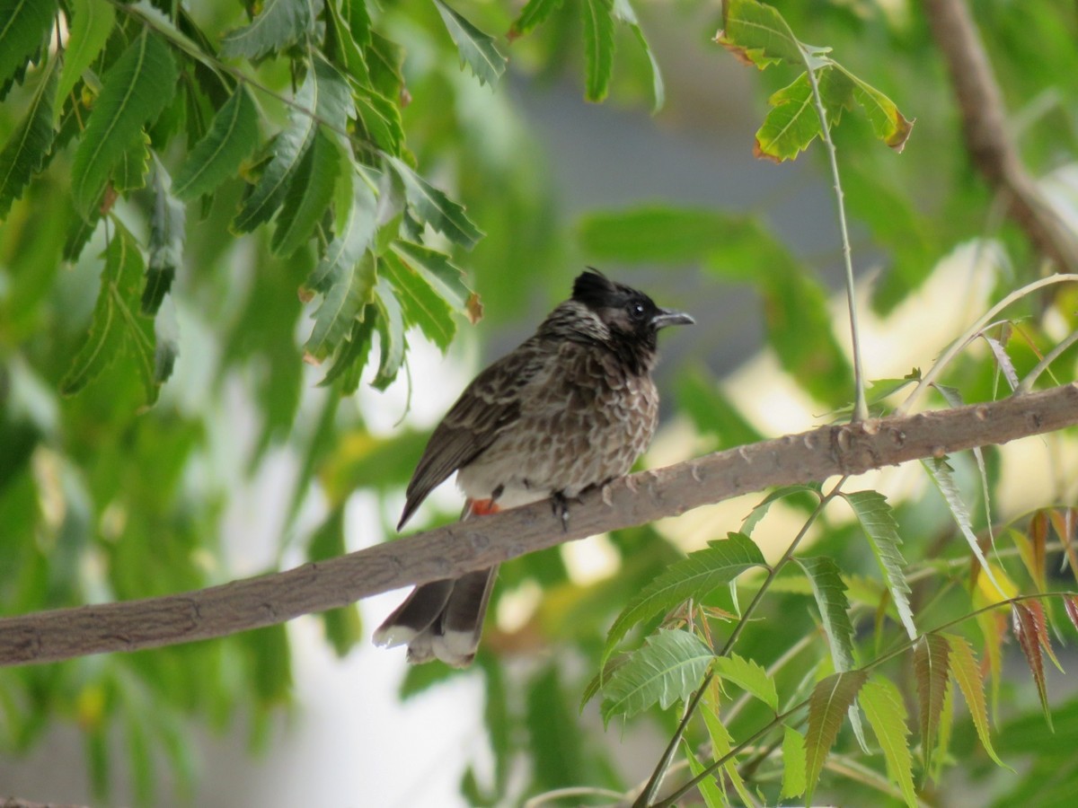 Red-vented Bulbul - Jose Estrada