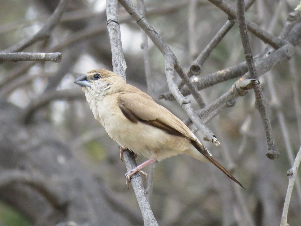 Indian Silverbill - ML618420241