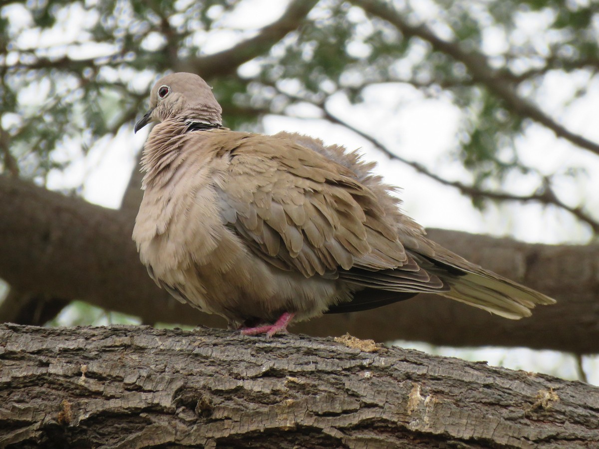 Laughing Dove - Jose Estrada