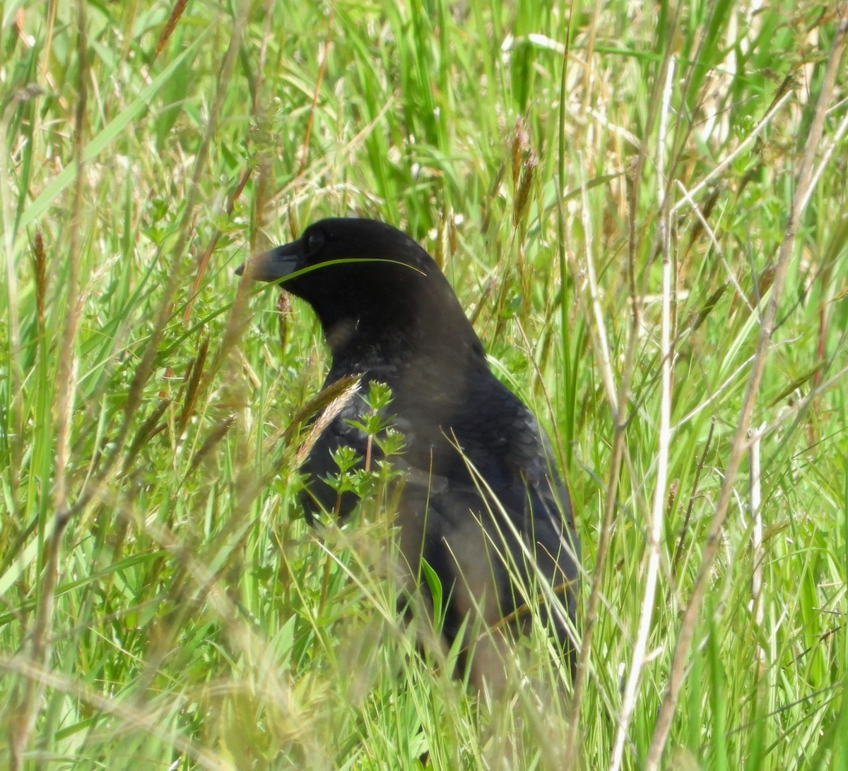 American Crow - ML618420256