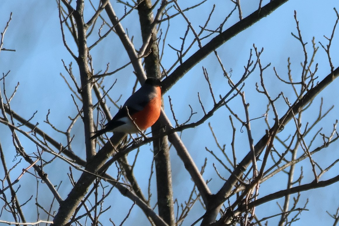 Eurasian Bullfinch - Alexandre Hespanhol Leitão