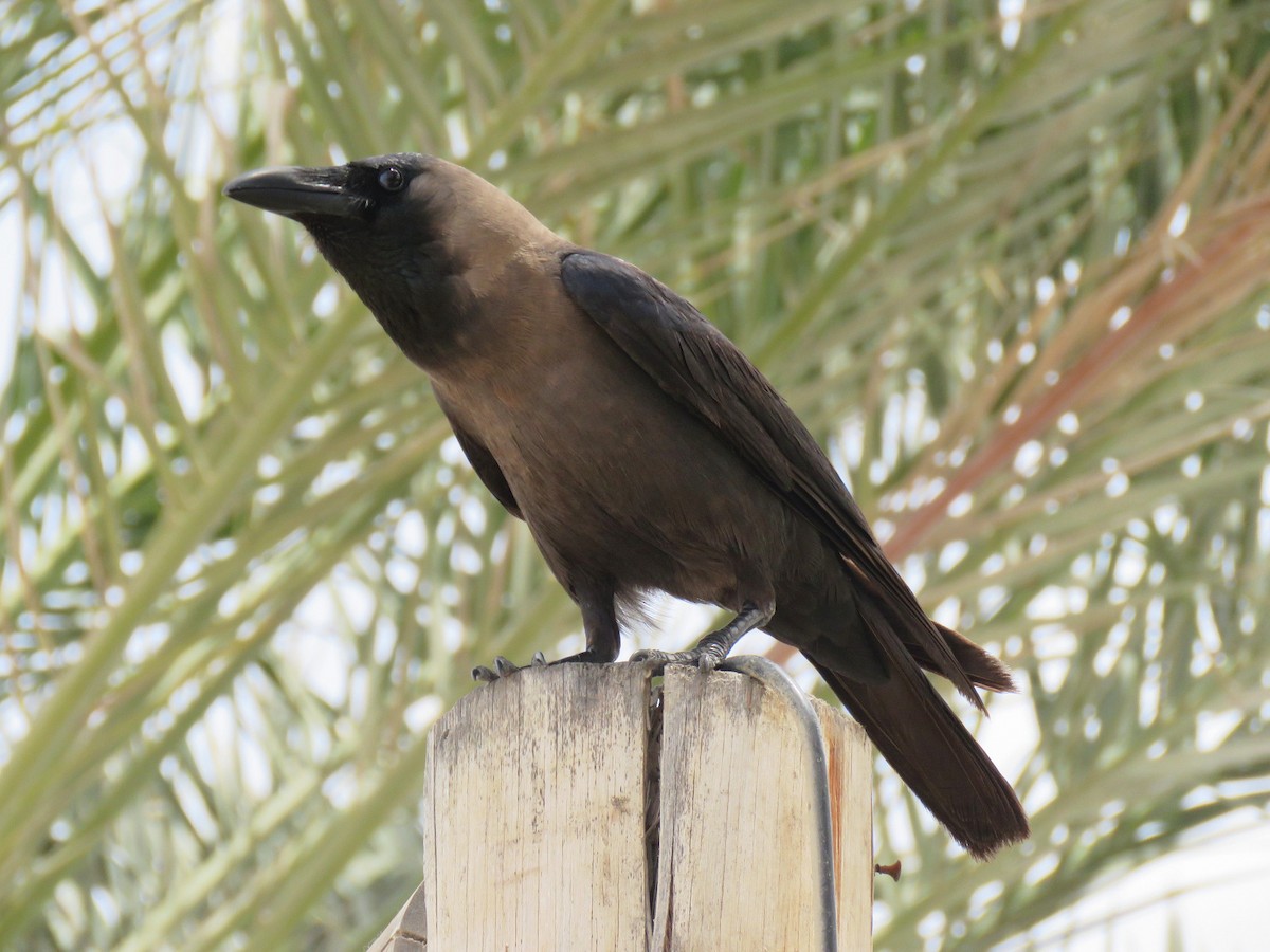 House Crow - ML618420312