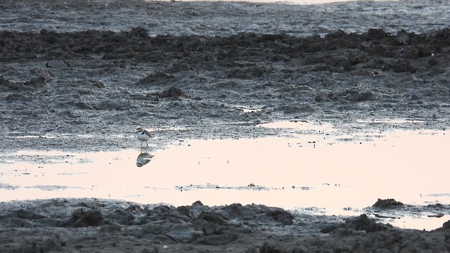 Kentish Plover - ML618420314