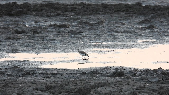 Kentish Plover - ML618420325