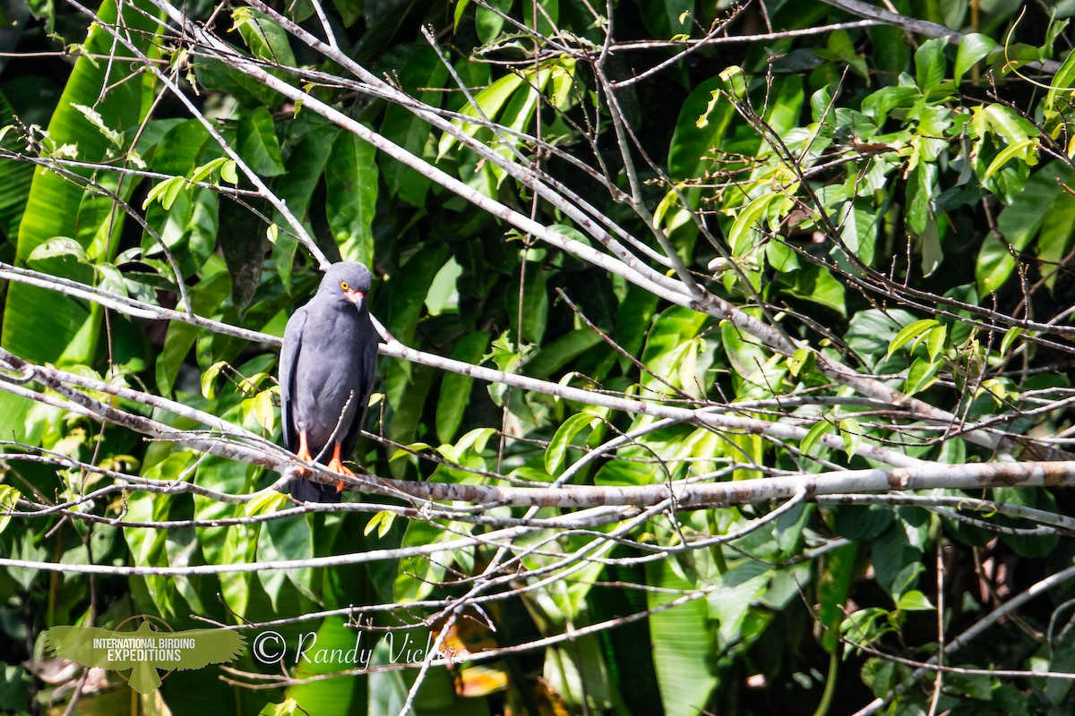 Slender-billed Kite - ML618420334