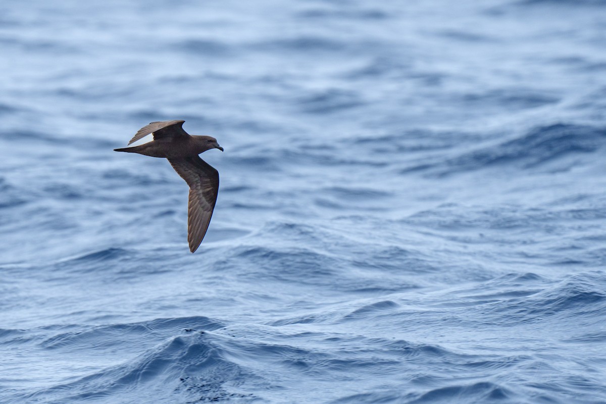 Bulwer's Petrel - Anonymous