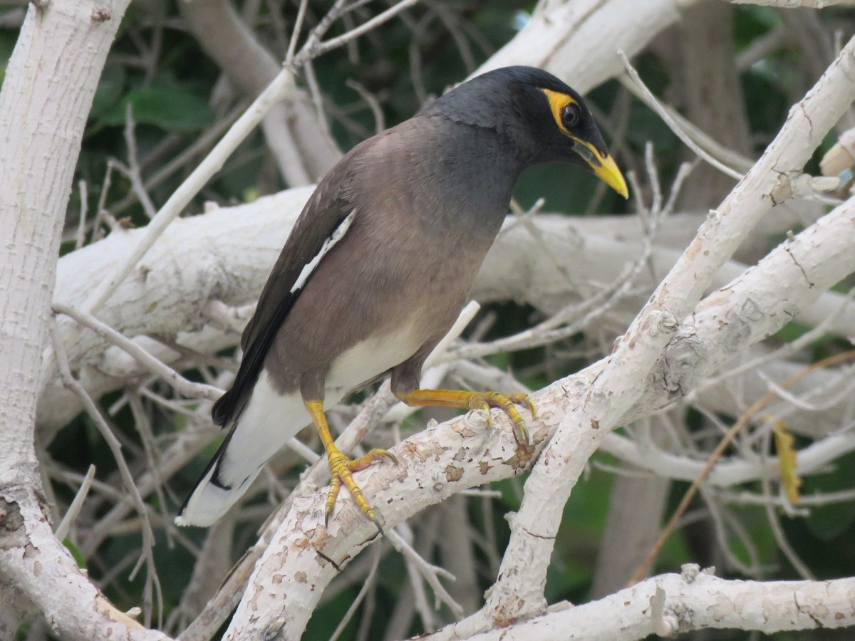 Common Myna - ML618420370