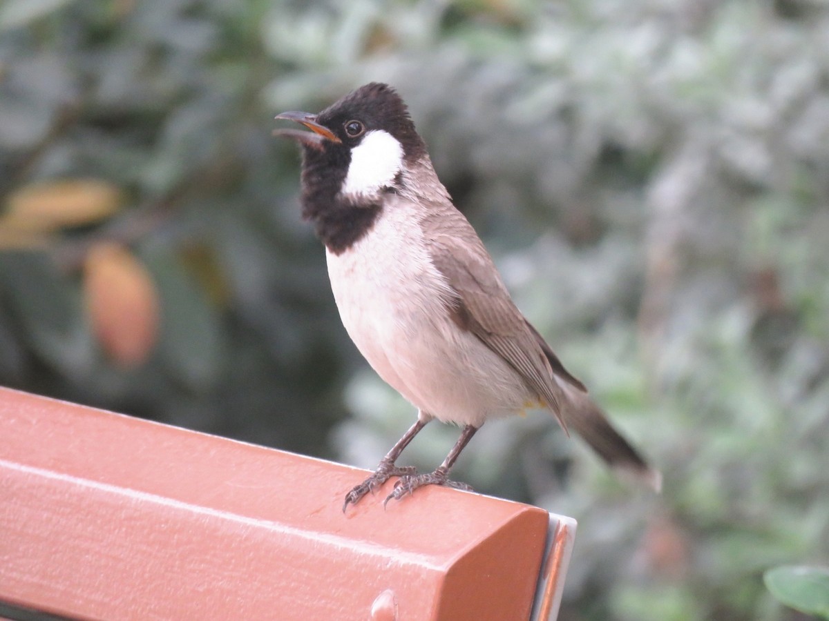 White-eared Bulbul - ML618420421