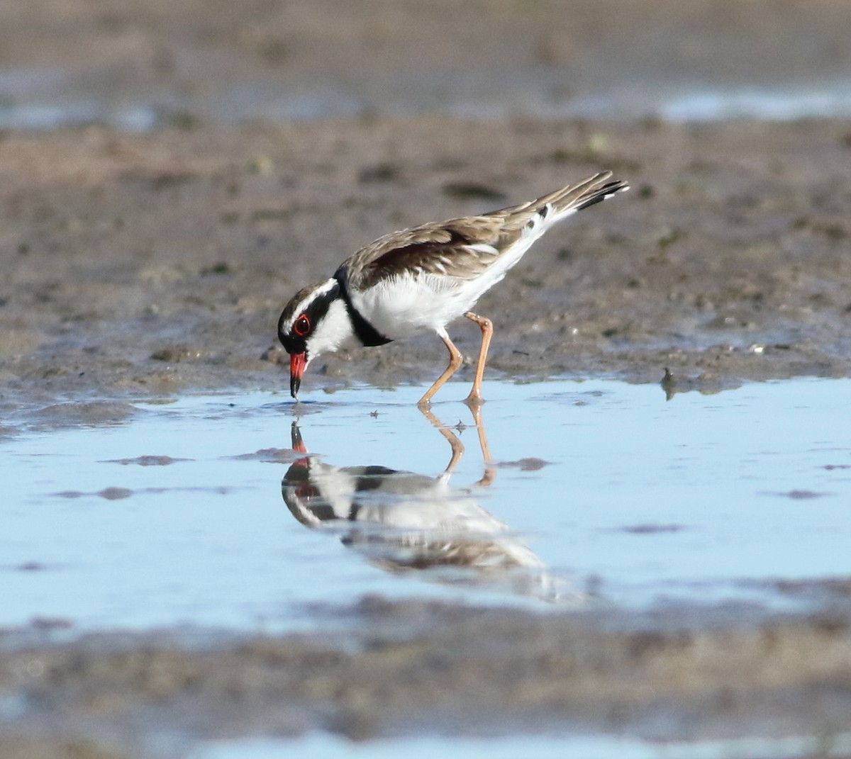 Black-fronted Dotterel - ML618420431