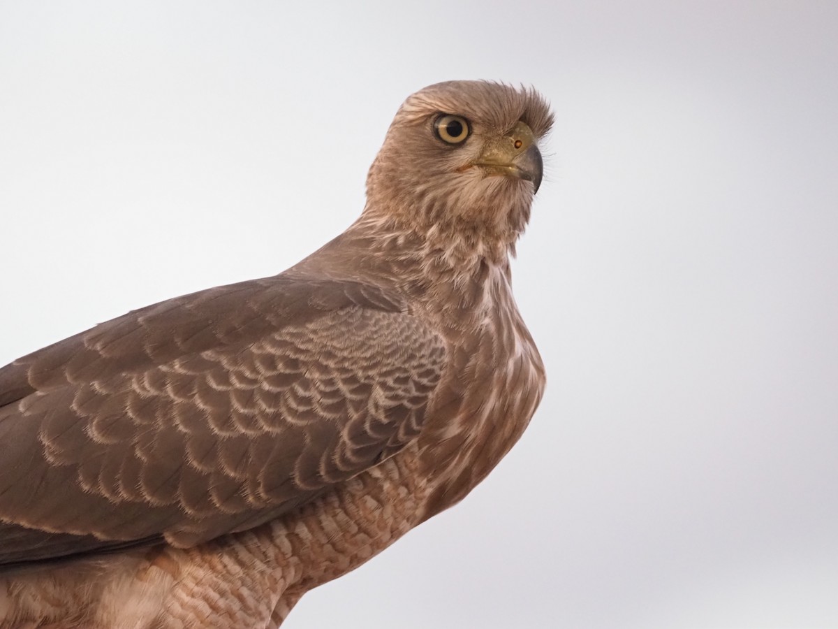 Eastern Chanting-Goshawk - ML618420433