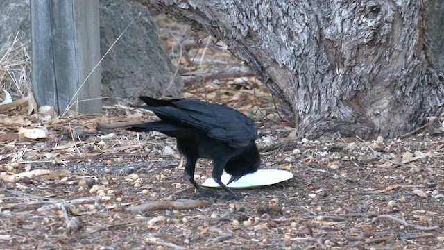 Corbeau d'Australie - ML618420463