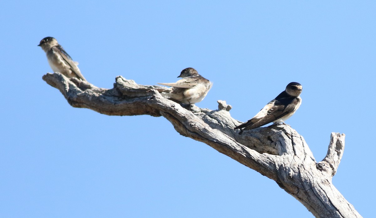 Golondrina Arborícola - ML618420465