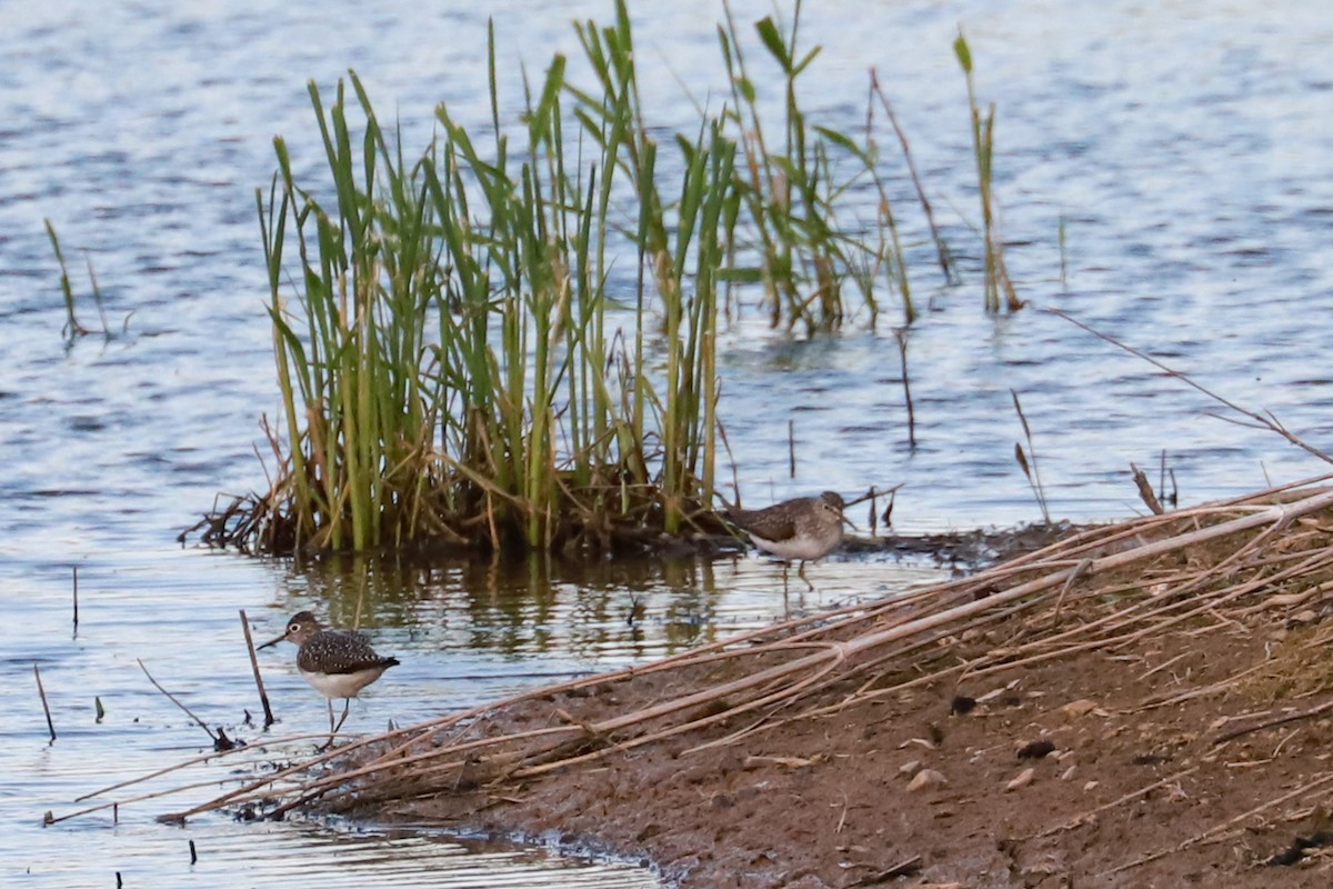 Solitary Sandpiper - Debra Rittelmann